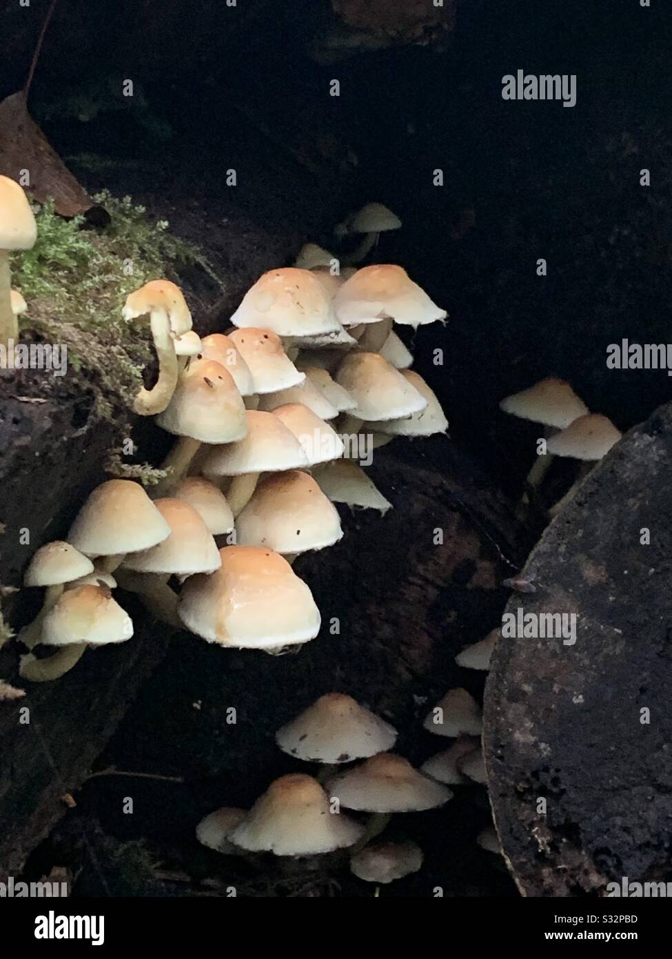Wild mushrooms growing in an ancient forest Stock Photo