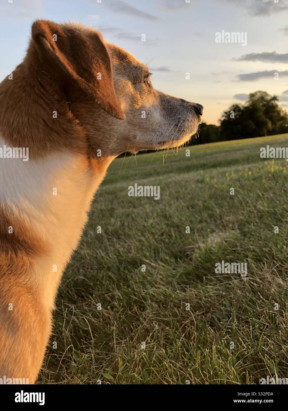 A dog (Jack Russell Terrier, Beagle mix breed) out for a walk at sundown. Stock Photo
