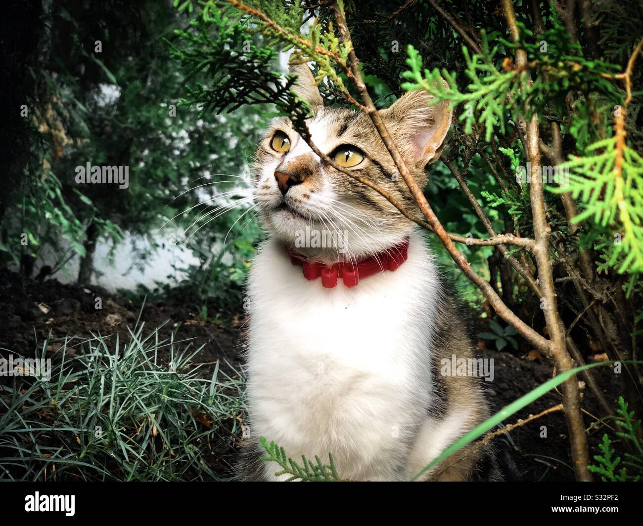 Cat portrait - Smartphone Captured Stock Image