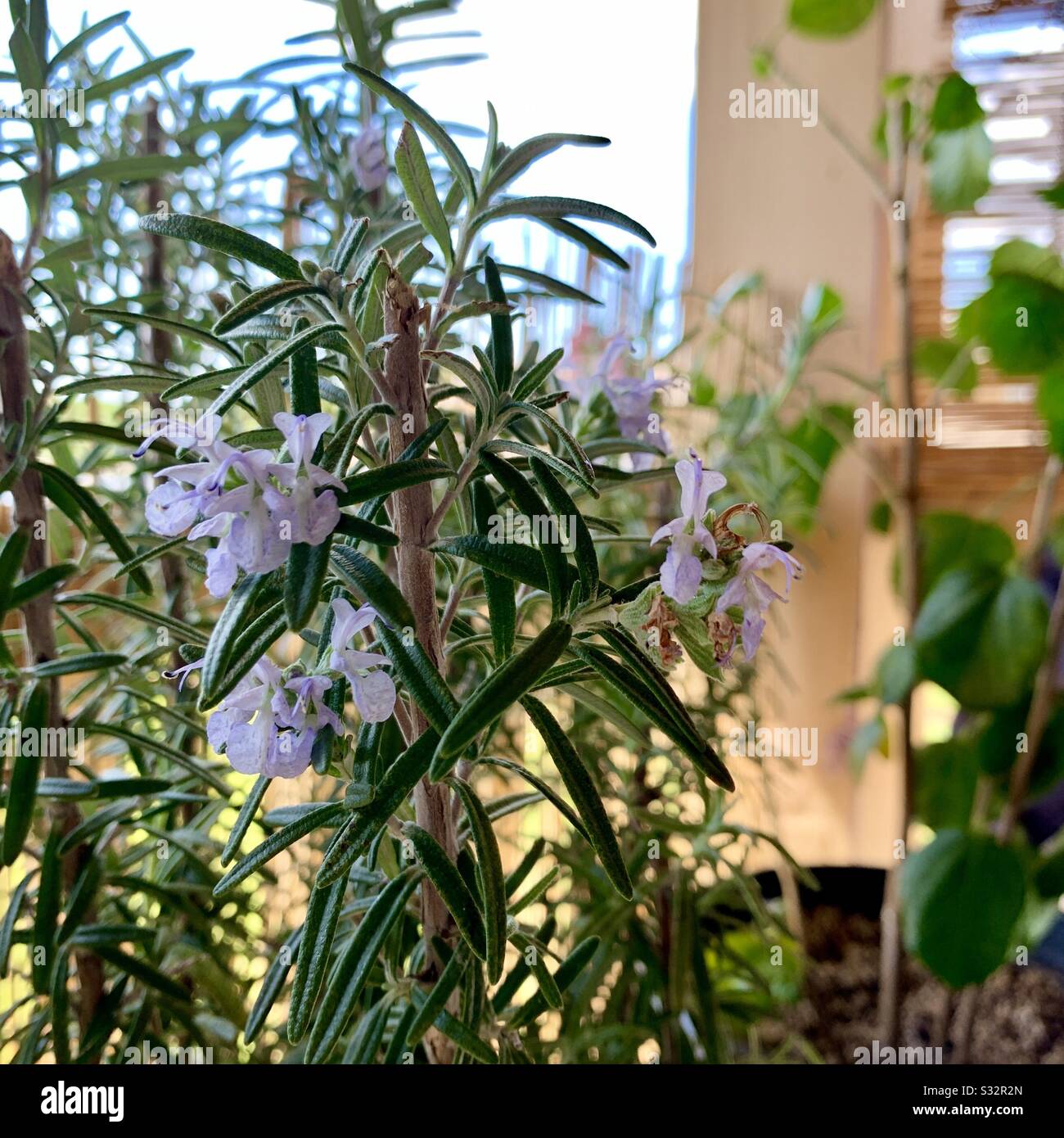 Blooming Rosemary flower Stock Photo Alamy