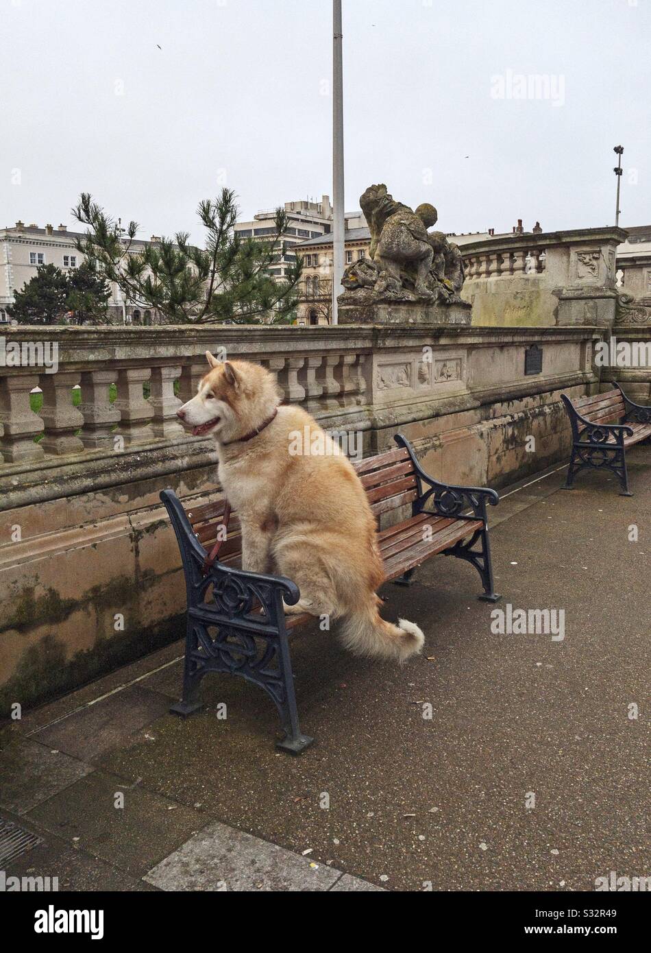 A dog sitting on a park bench. - Smartphone Captured Stock Image