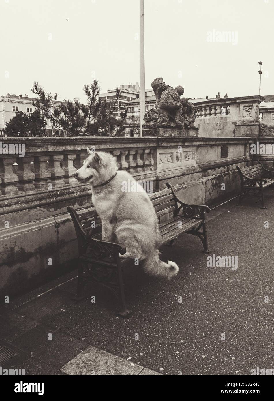 A sepia photograph of a dog sitting on a park bench. - Smartphone Captured Stock Image