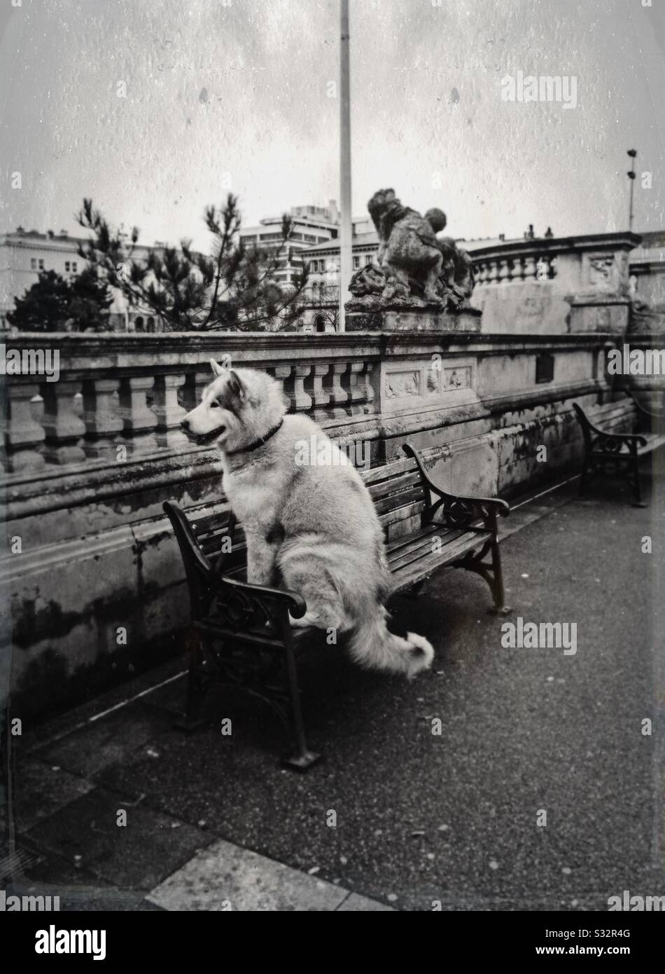 A faux tintype photograph of a dog sitting on a park bench. - Smartphone Captured Stock Image
