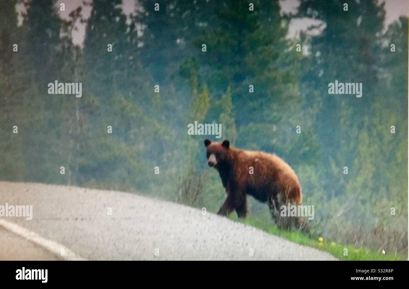 Grizzly bear, wildlife of the Canadian Rockies - Smartphone Captured Stock Image