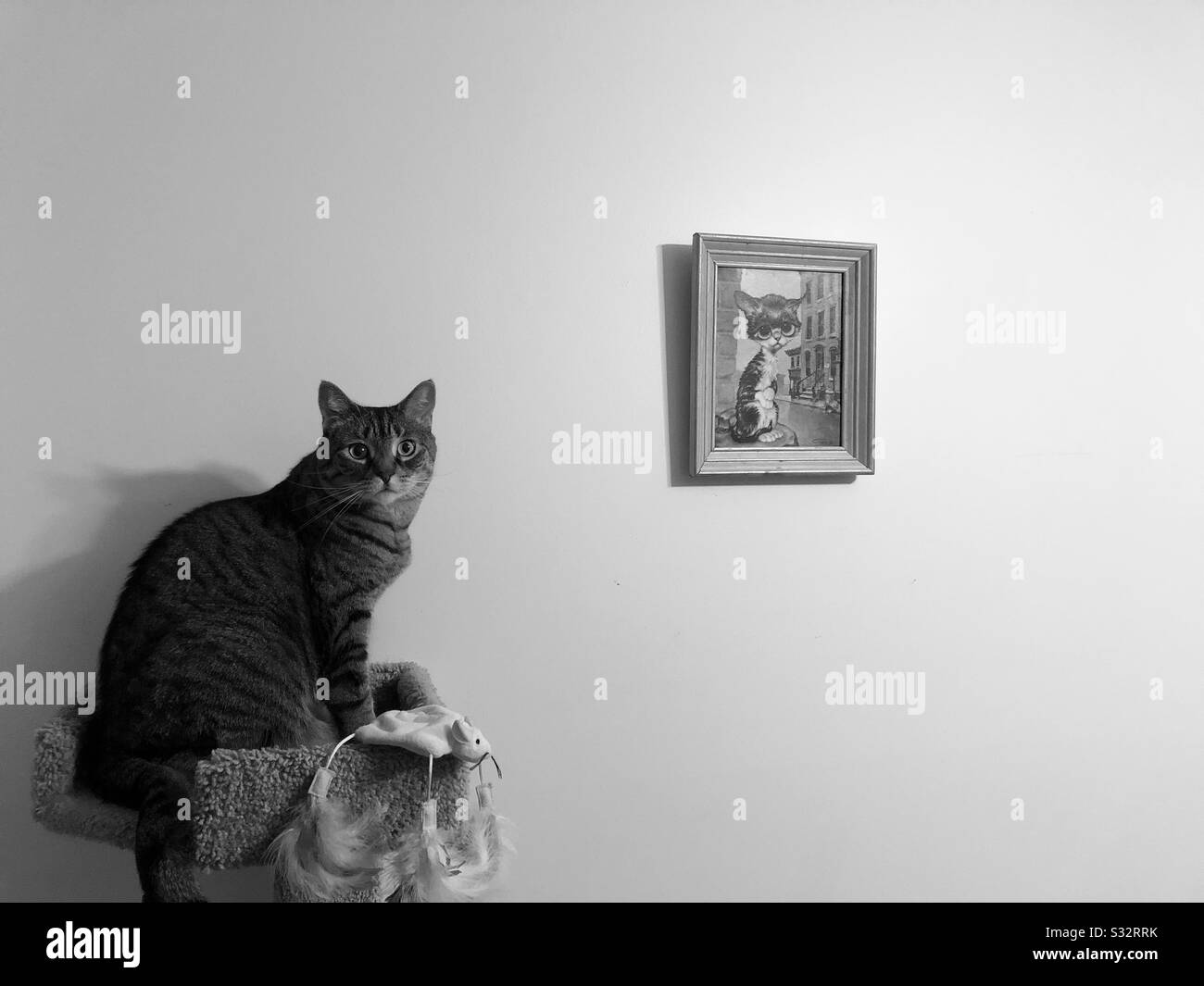 Caturday nite - Smartphone Captured Stock Image