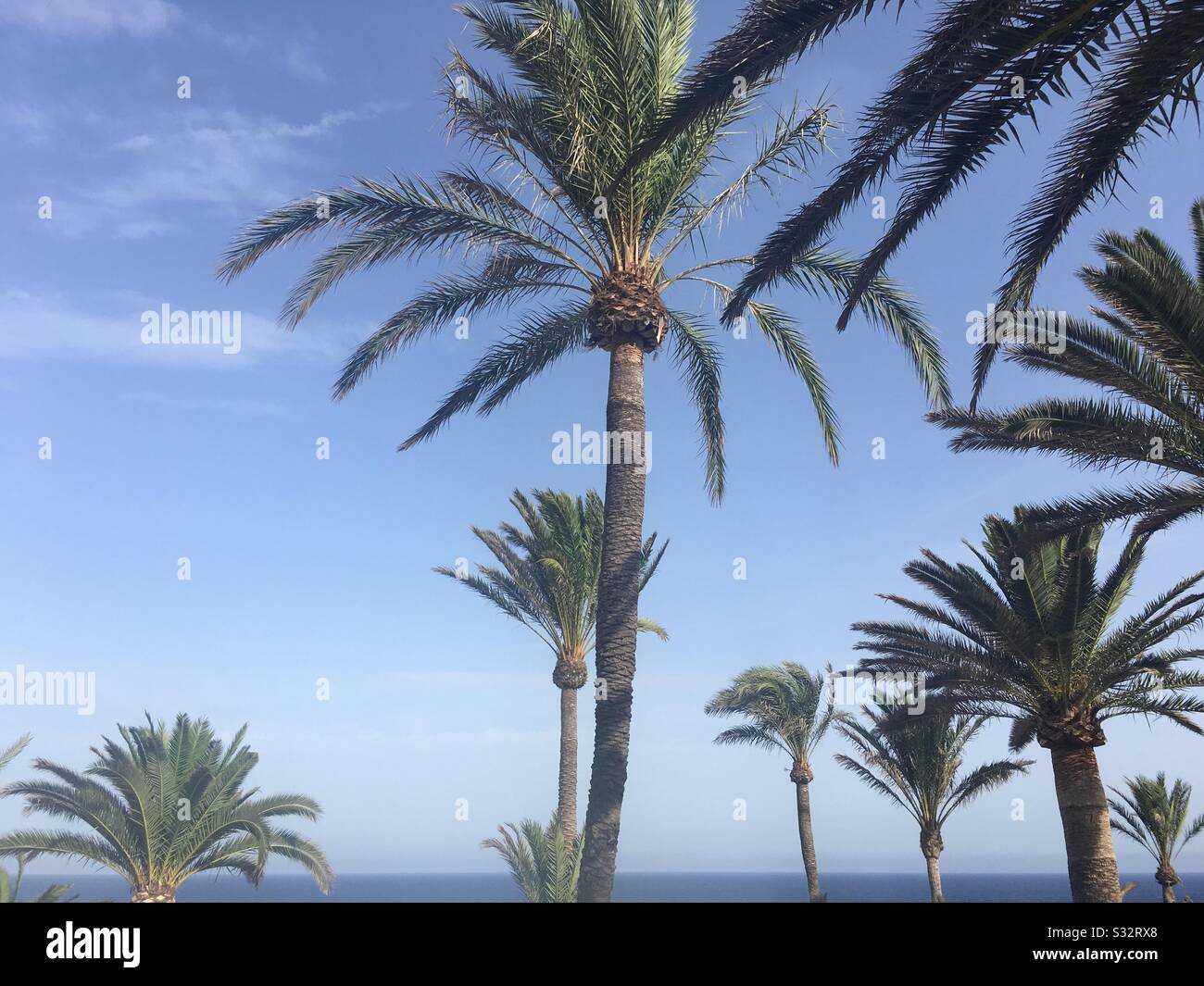 Coastal palm trees hi-res stock photography and images - Alamy
