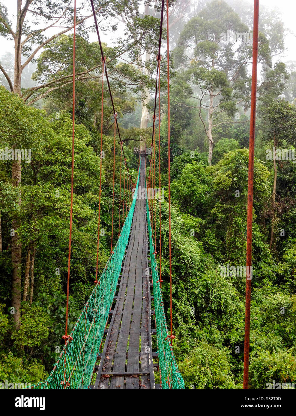 Canopy pedestrian walkway across jungle, Danum Valley conservation area, Sabah, Malaysian Borneo Stock Photo