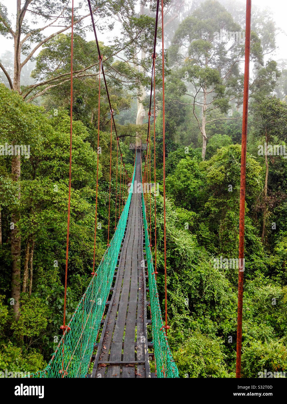 Canopy pedestrian walkway across jungle rainforest trees, Danum Valley conservation area, Sabah, Malaysian Borneo - Smartphone Captured Stock Image