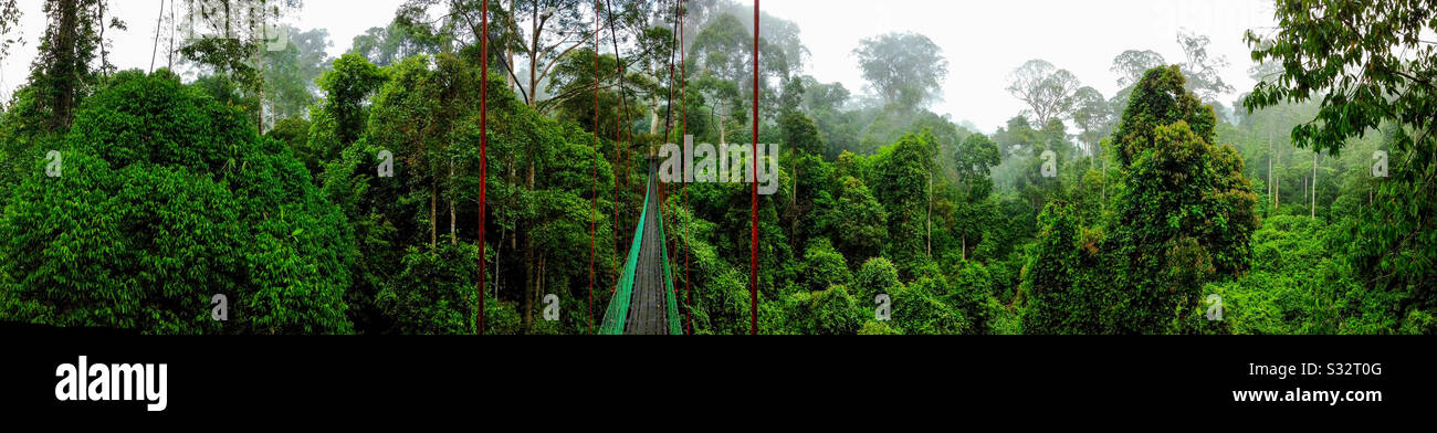 Panorama ofCanopy aerial walkway through jungle trees, Danum Valley conservation area, Sabah, Malaysian Borneo Stock Photo