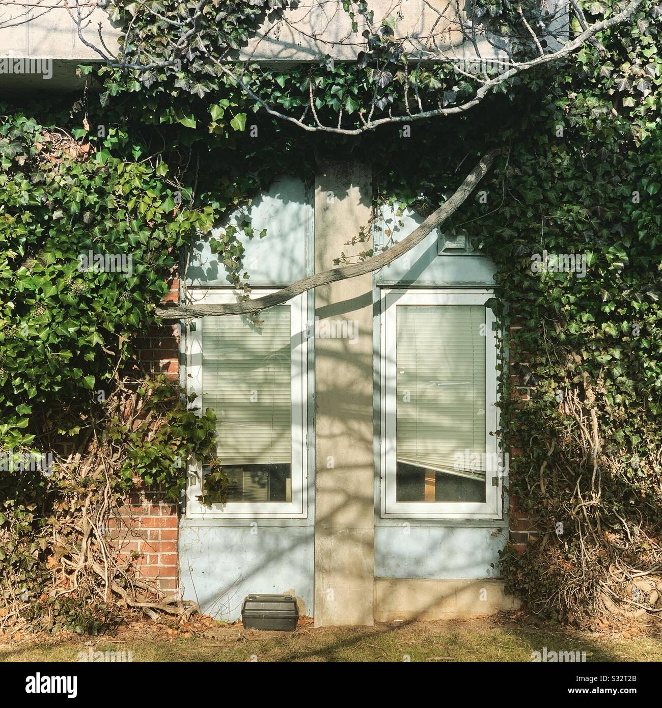Vines around windows on a Marine Biological Laboratory building in Woods Hole, Falmouth, Cape Cod, Massachusetts, United States - Smartphone Captured Stock Image
