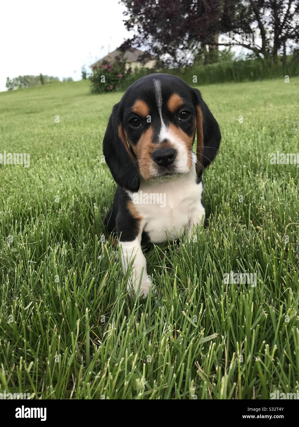 Cute beagle puppy in grass Stock Photo