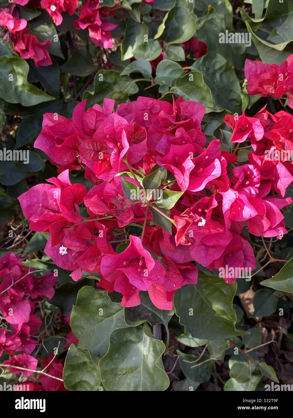 Bright pink bougainvillea blooms - Smartphone Captured Stock Image