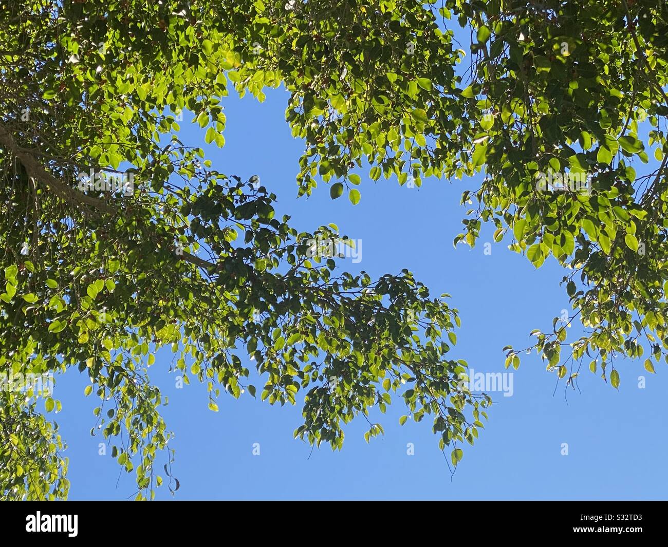 Leafy green tree leaves are highlighted by a beautiful blue sky on a summer day. - Smartphone Captured Stock Image