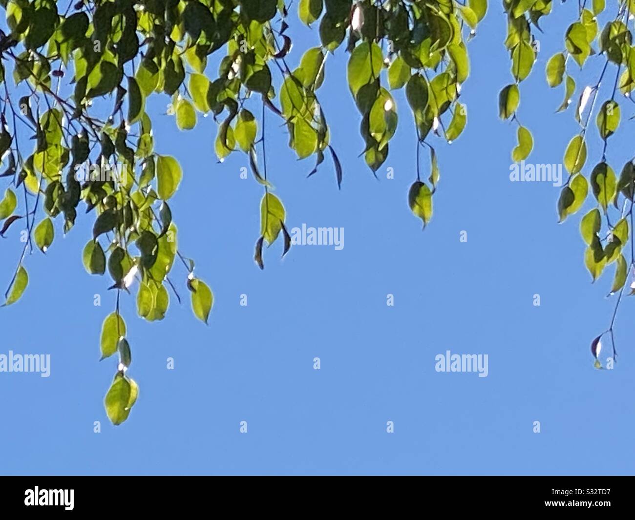 Hanging branches with beautiful green leaves at floating on a blues spring sky. - Smartphone Captured Stock Image