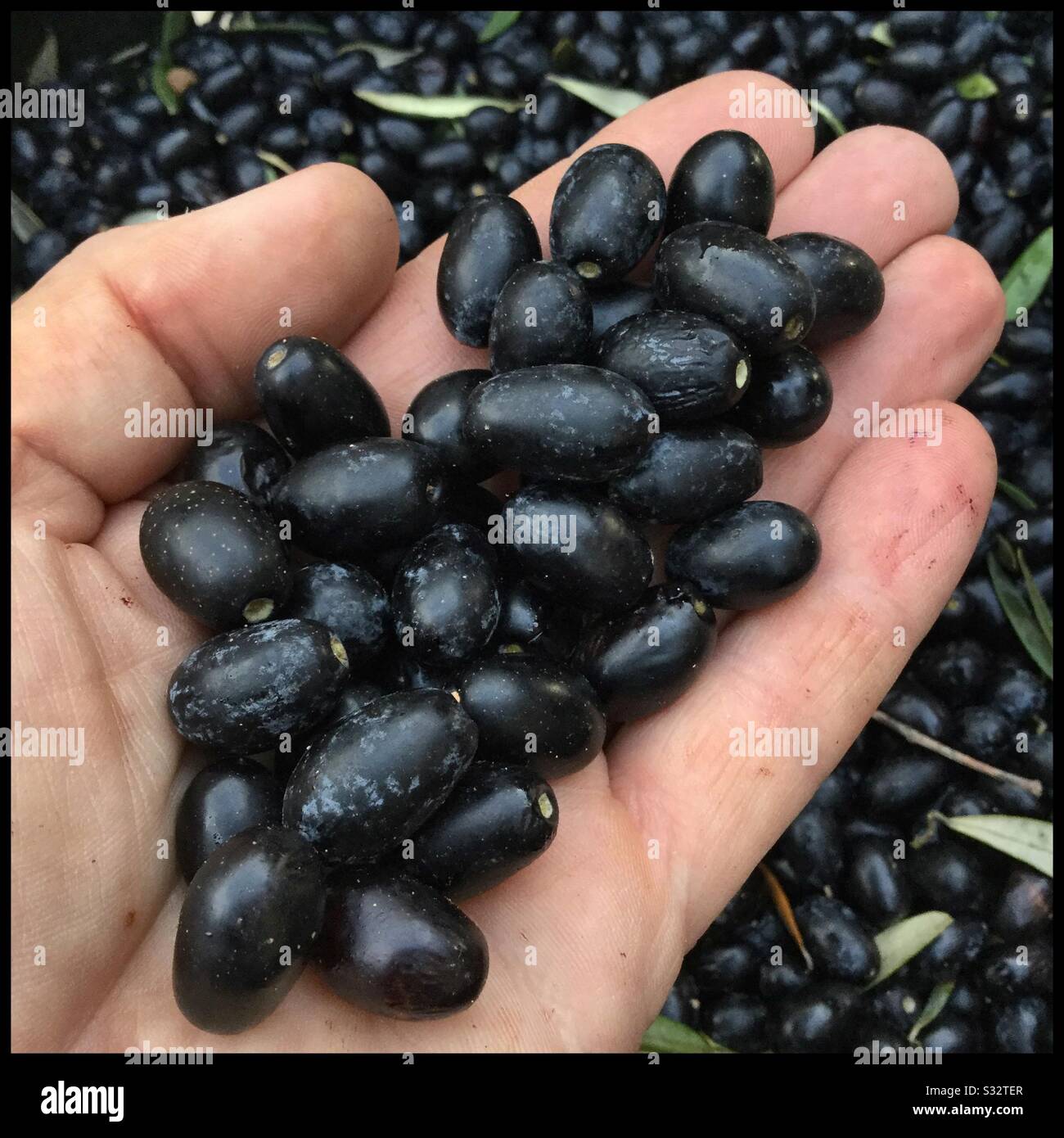 Freshly harvested Farga olives, Catalonia, Spain. - Smartphone Captured Stock Image