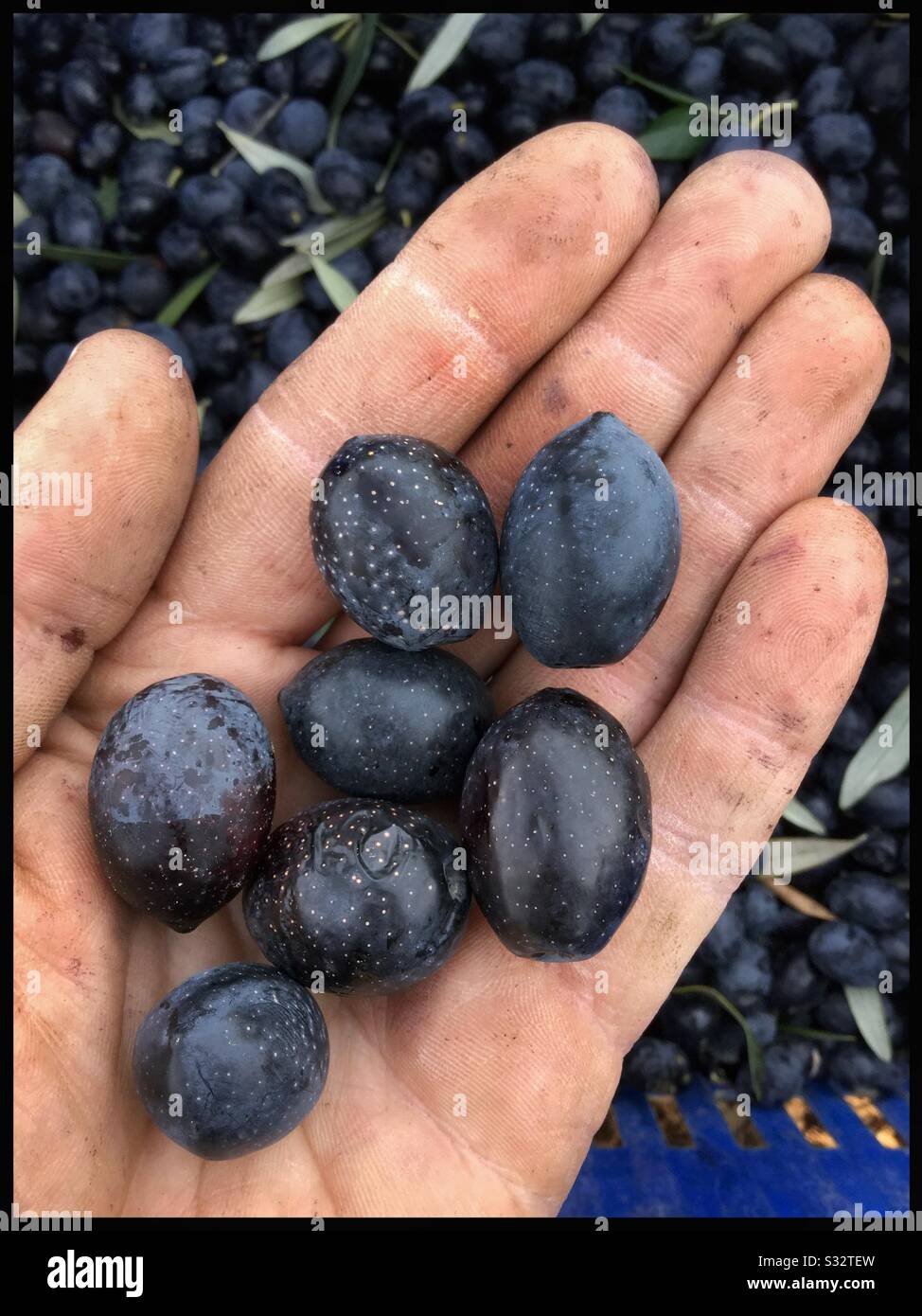 Freshly harvested eating olives, Catalonia, Spain. - Smartphone Captured Stock Image