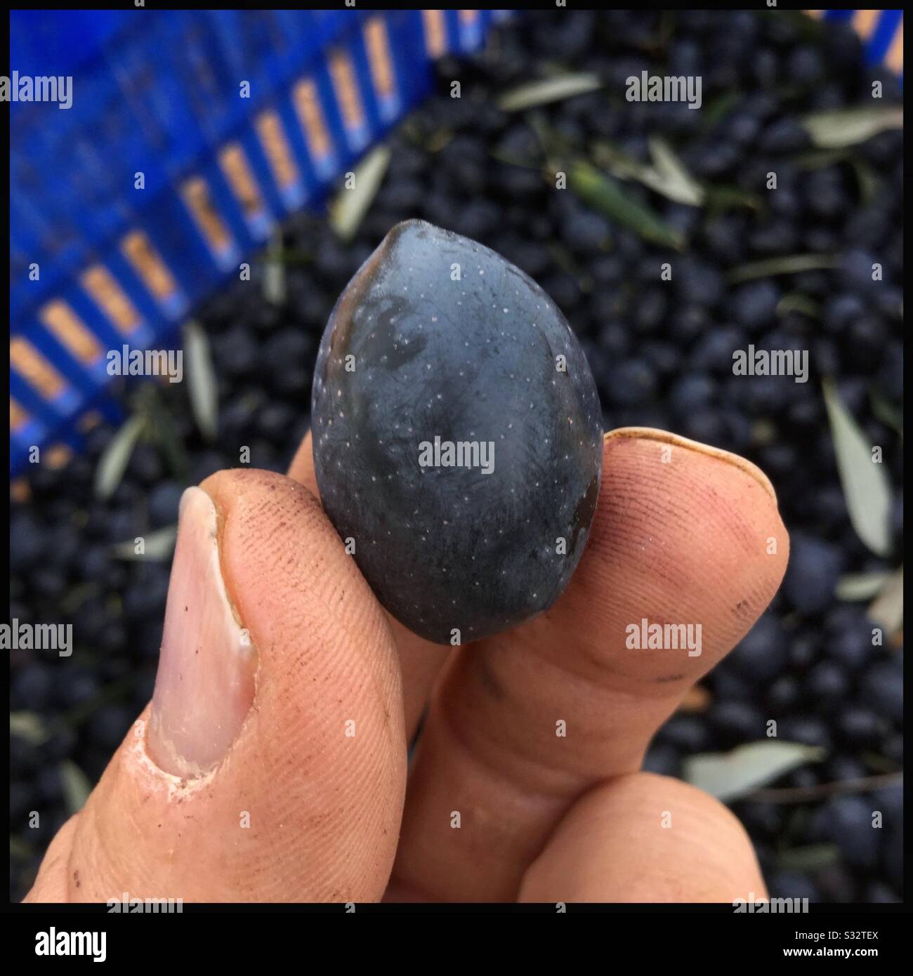 Freshly harvested eating olives, Catalonia, Spain. - Smartphone Captured Stock Image