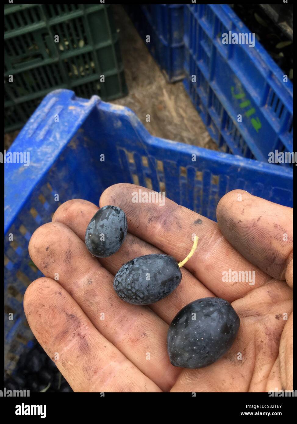 Olive harvest spain crates hires stock photography and images Alamy
