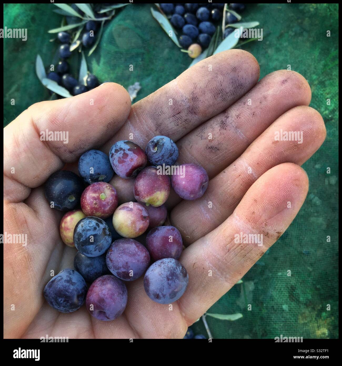 Freshly harvested Arbequina olives, Catalonia, Spain. - Smartphone Captured Stock Image