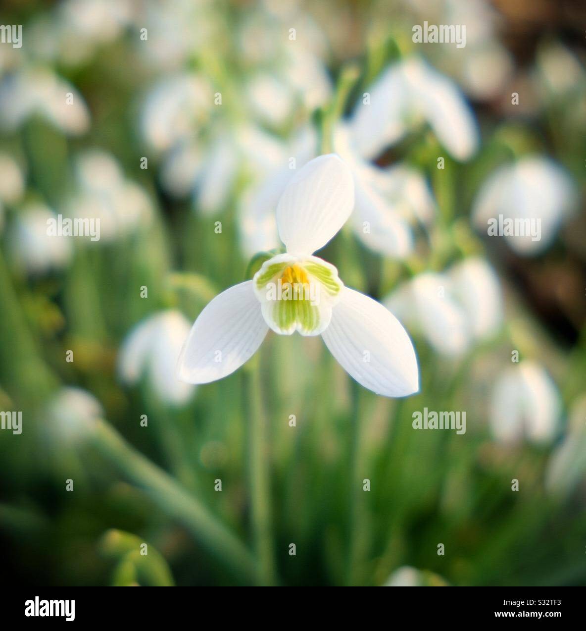 Snowdrops in bloom Stock Photo