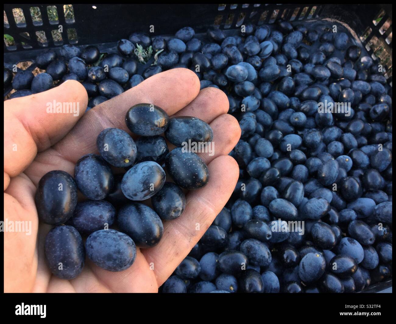 Freshly harvested Empeltre olives for tapenade, Catalonia, Spain. - Smartphone Captured Stock Image