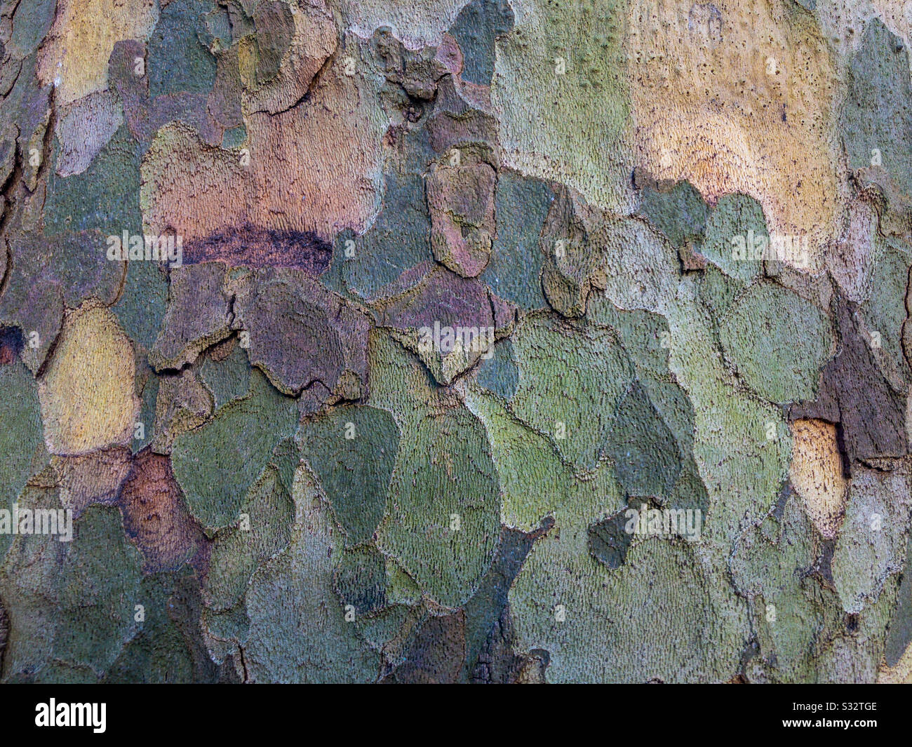 Close up view of multicoloured bark on a tree. - Smartphone Captured Stock Image