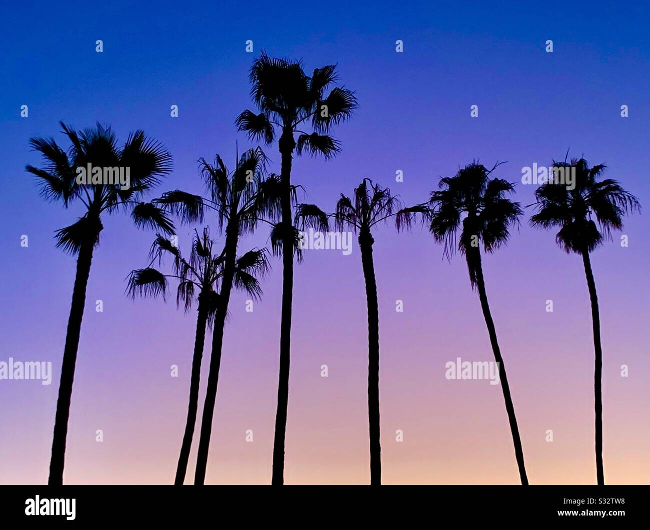 A line of palm trees are silhouetted against a multicolored sky in Southern California. - Smartphone Captured Stock Image