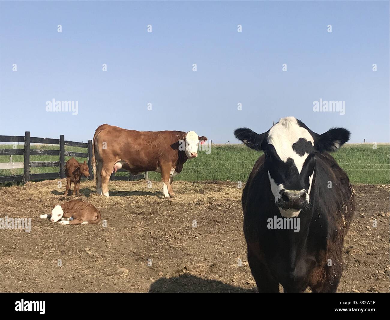 Bovine bull hi-res stock photography and images - Alamy