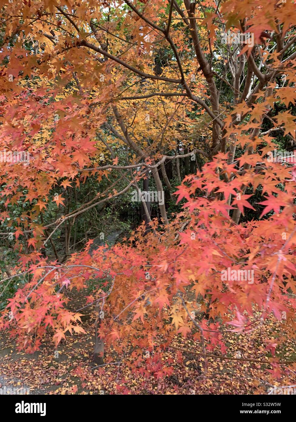 Alberi con foglie rosse a Kyoto Stock Photo