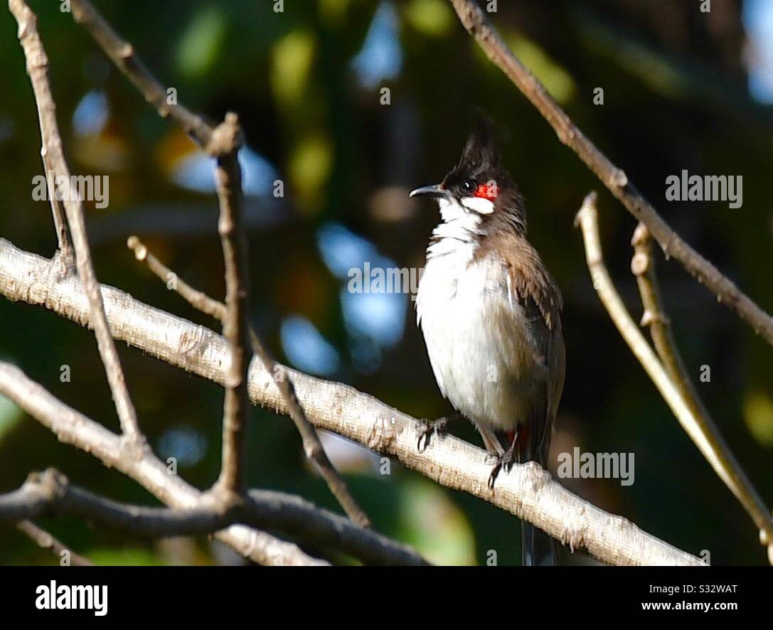Himalayan Bulbul - Smartphone Captured Stock Image