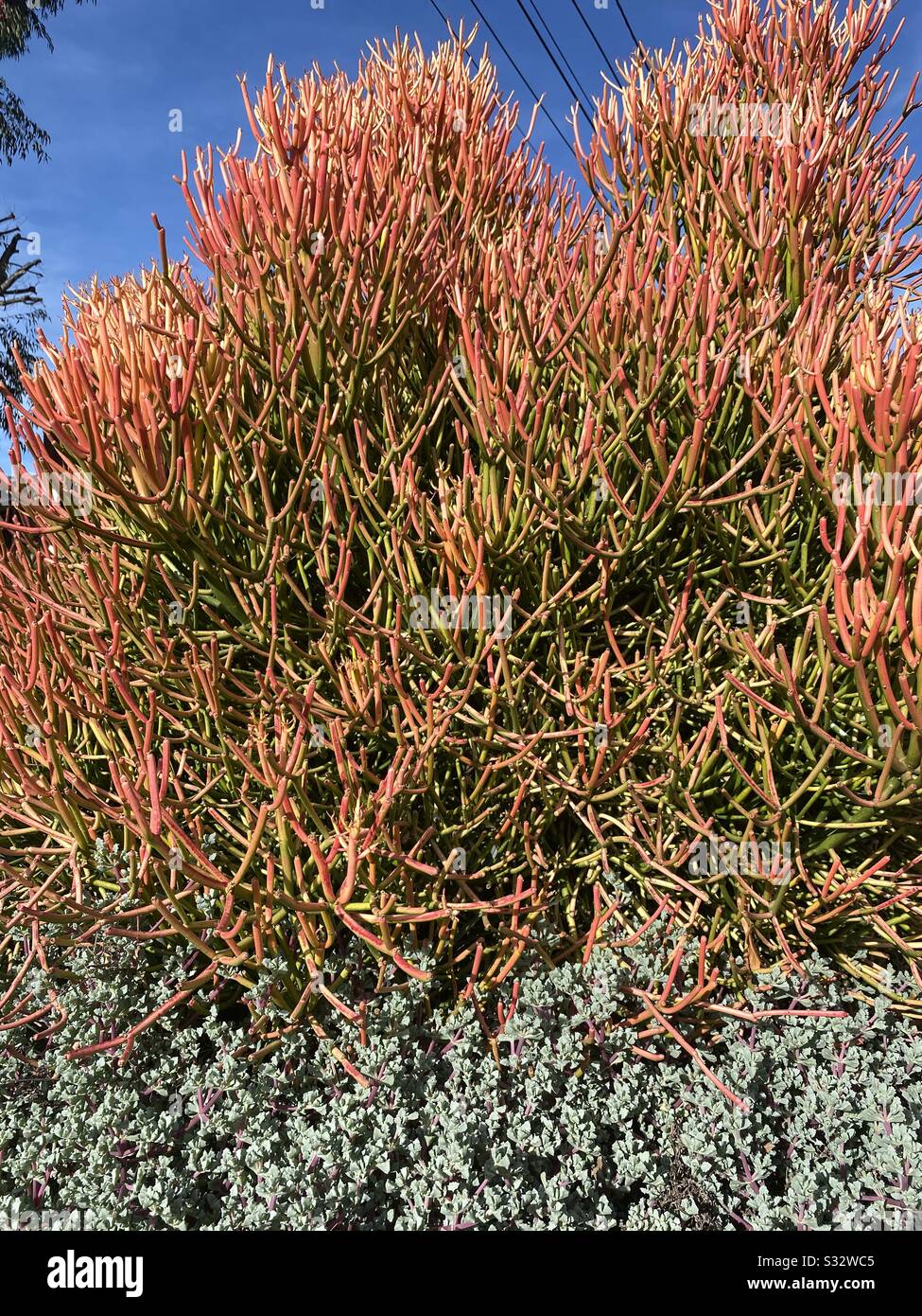 Large area of bright orange fire stick plant - Smartphone Captured Stock Image