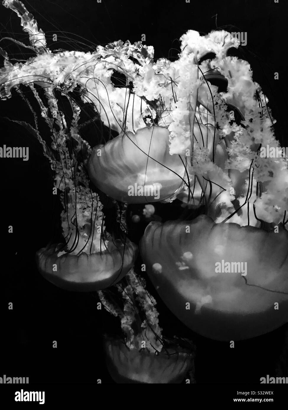 Jelly fish at Shedd Aquarium Stock Photo Alamy