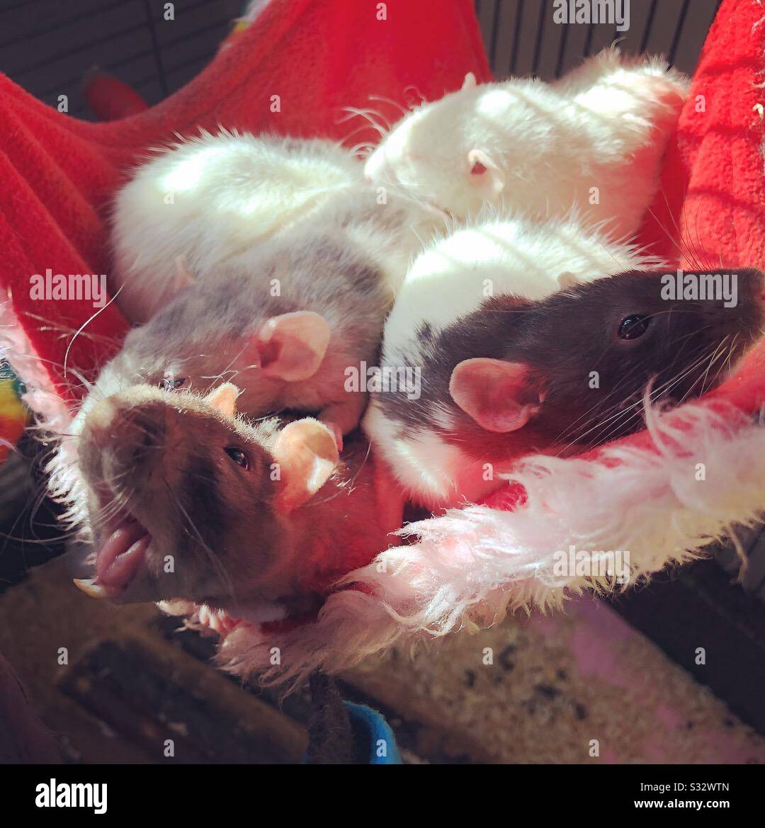 Pet rats yawn Stock Photo