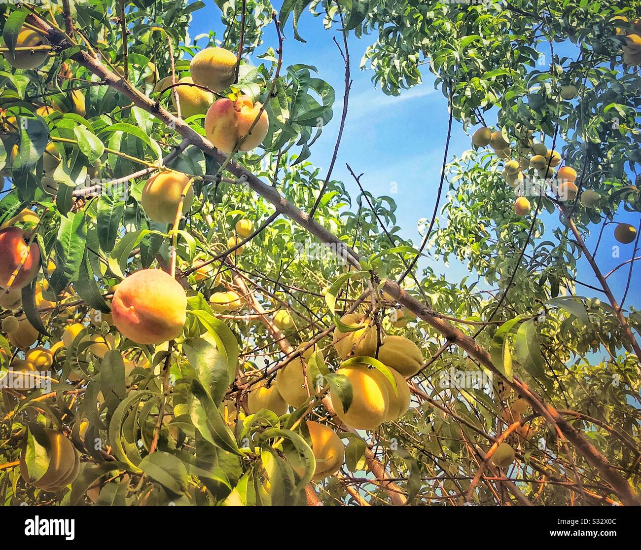 Summery ripe peaches on tree Stock Photo