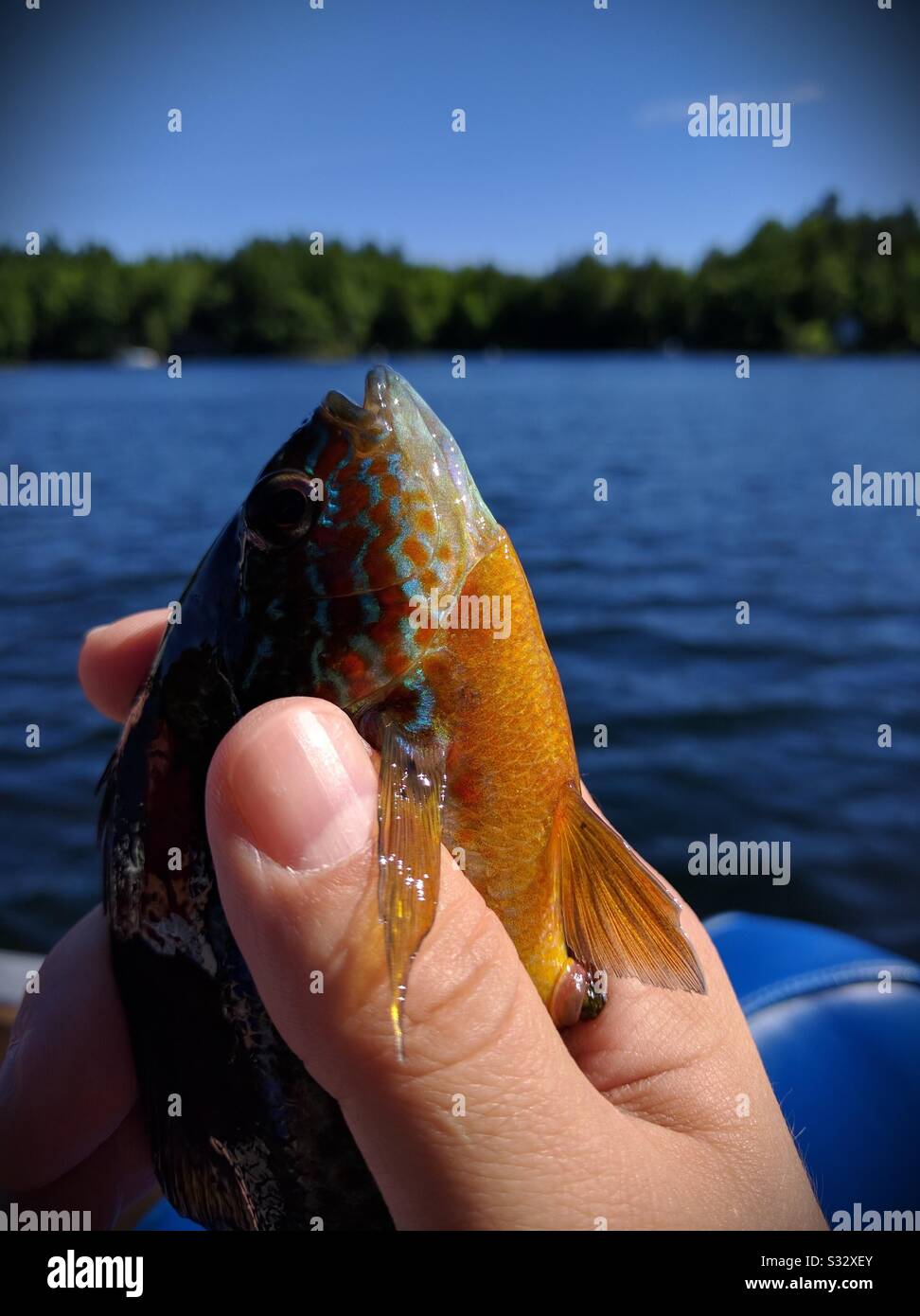 A caught fish being held in one hand Stock Photo