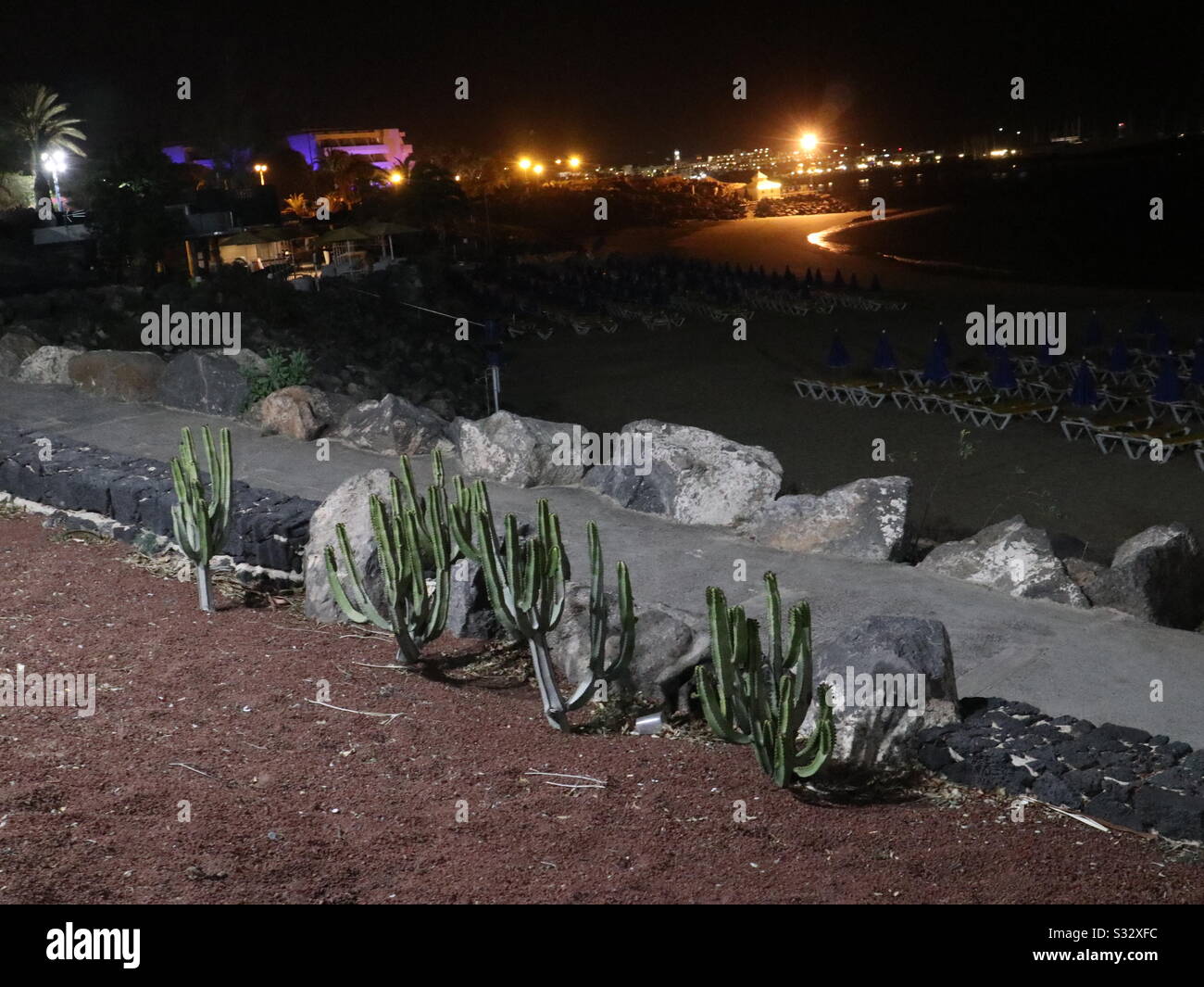 Cactus in the moonlight - Smartphone Captured Stock Image