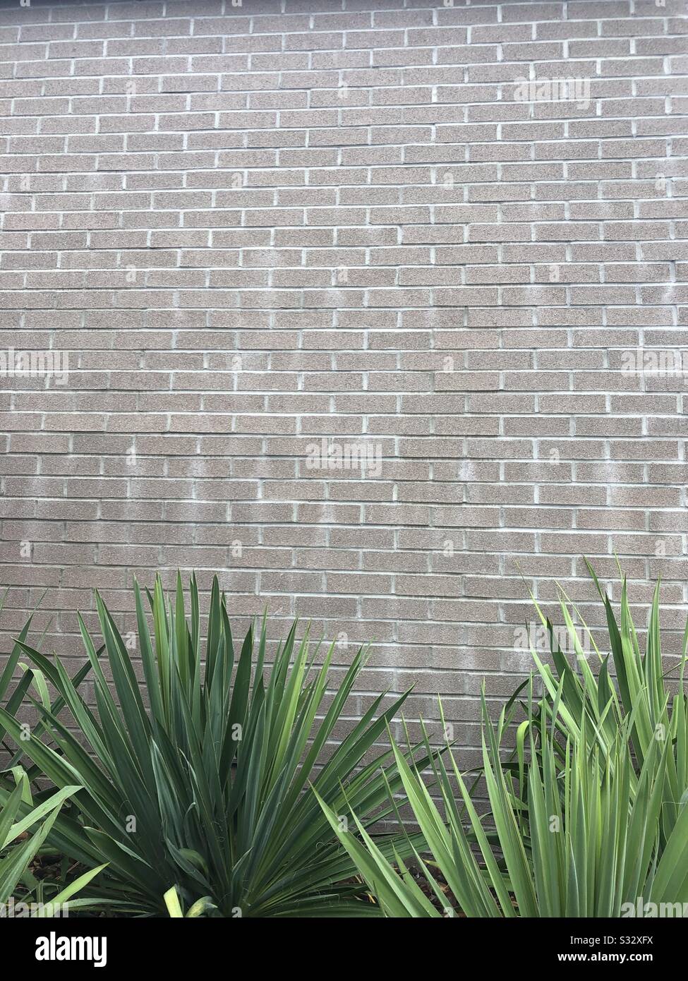 Plants in front of Brick Wall Stock Photo Alamy
