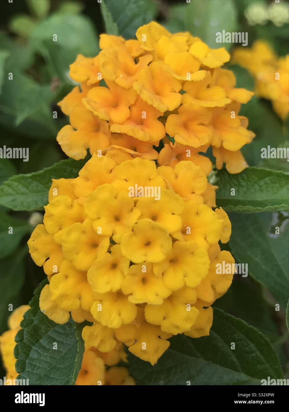 Yellow Lantana Camara An Indian Weed Shrub Flowering Plant In Bright Colour Bunch Of Tiny Flowers Lucky Flame Lantana Sun Dancer Yellow Sage Stock Photo Alamy