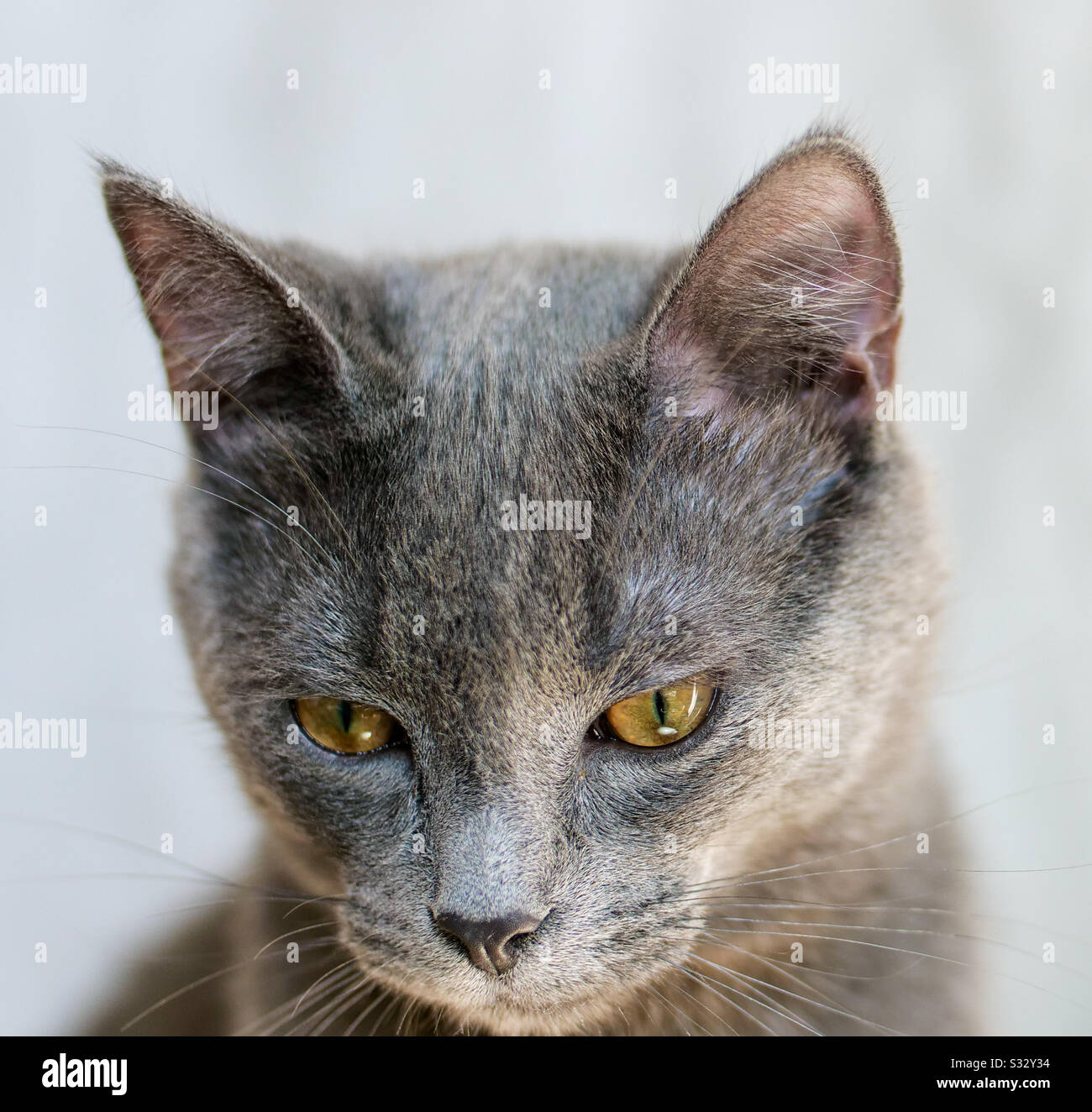 Gray kitten looking away - Smartphone Captured Stock Image