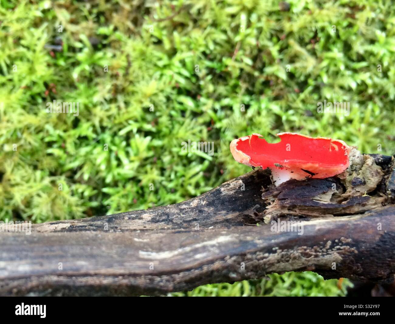 Small red mushroom on dry branch against green moss background. Stock Photo