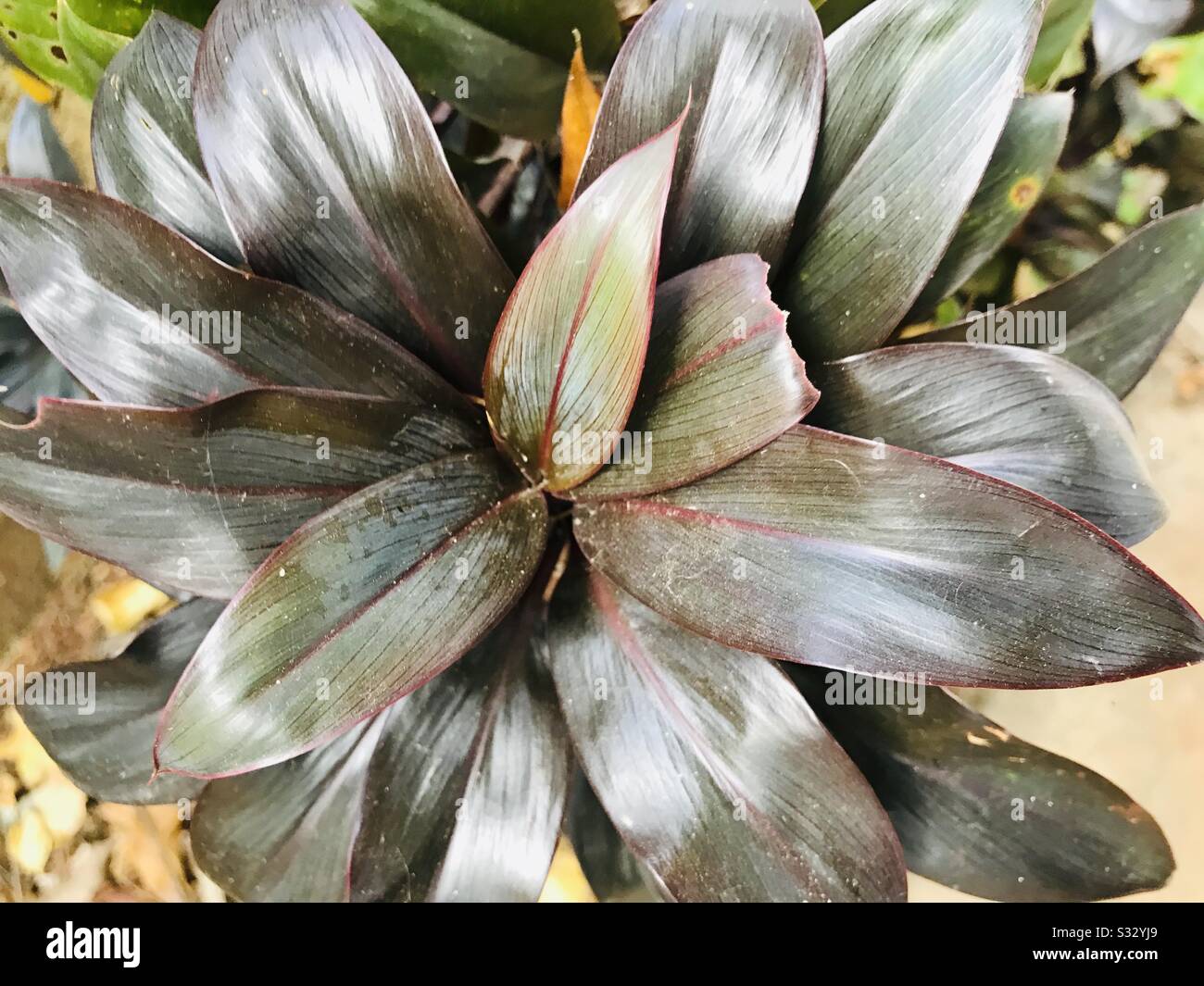 Cordyline Fruticosa H Bonsai - Brown colour leafs aka colour croton