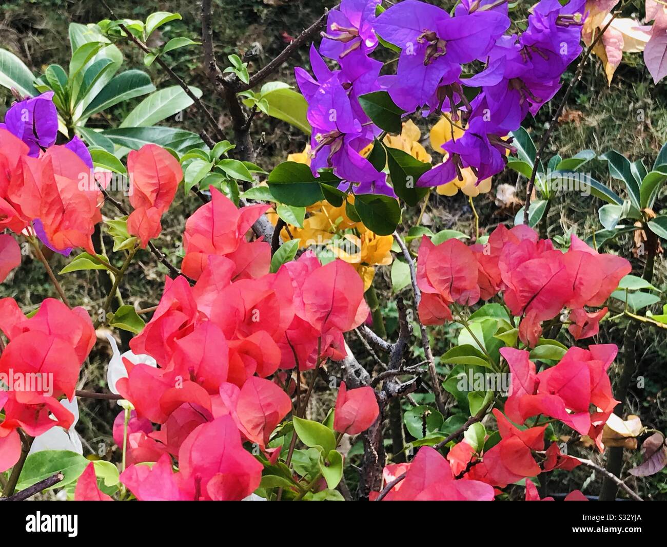 Bright colourful paper flowers aka Bougainville in my Mom’s garden in India Stock Photo