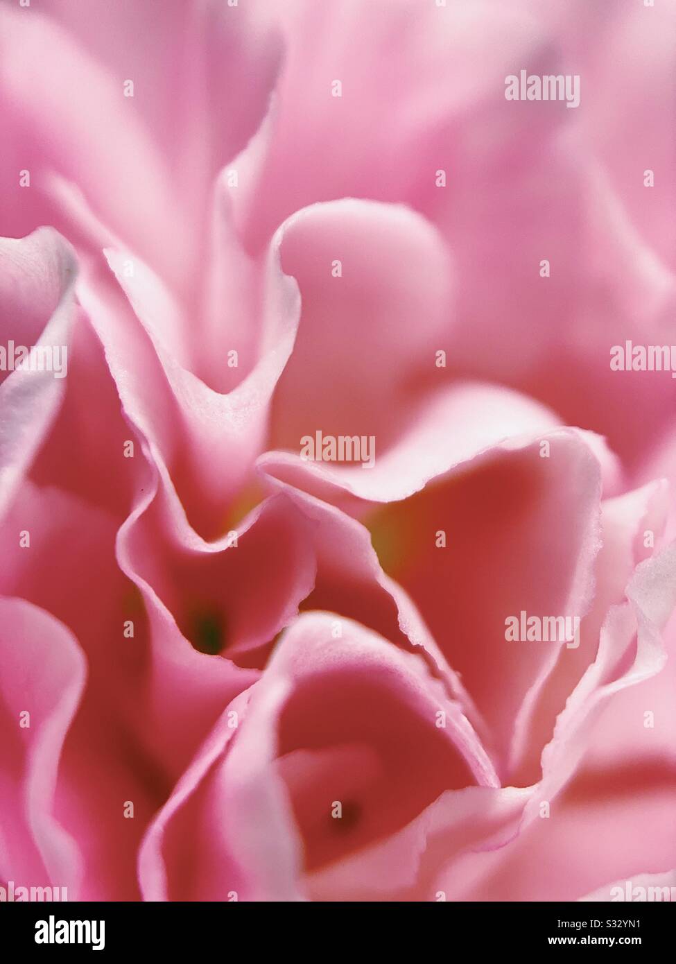 Closeup of pink carnations flower petals. - Smartphone Captured Stock Image