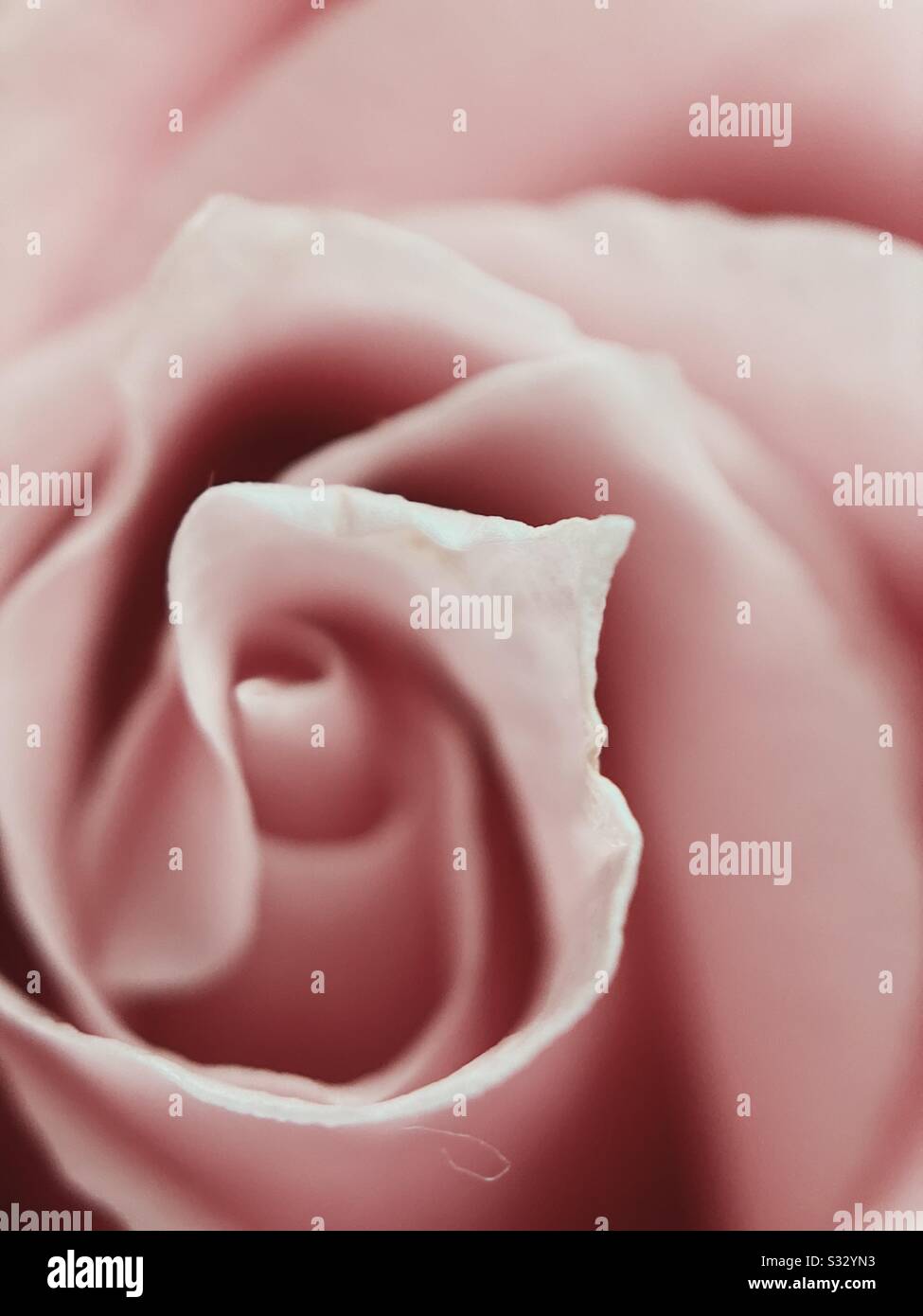 Closeup of delicate old fashion creamy pink rose. - Smartphone Captured Stock Image