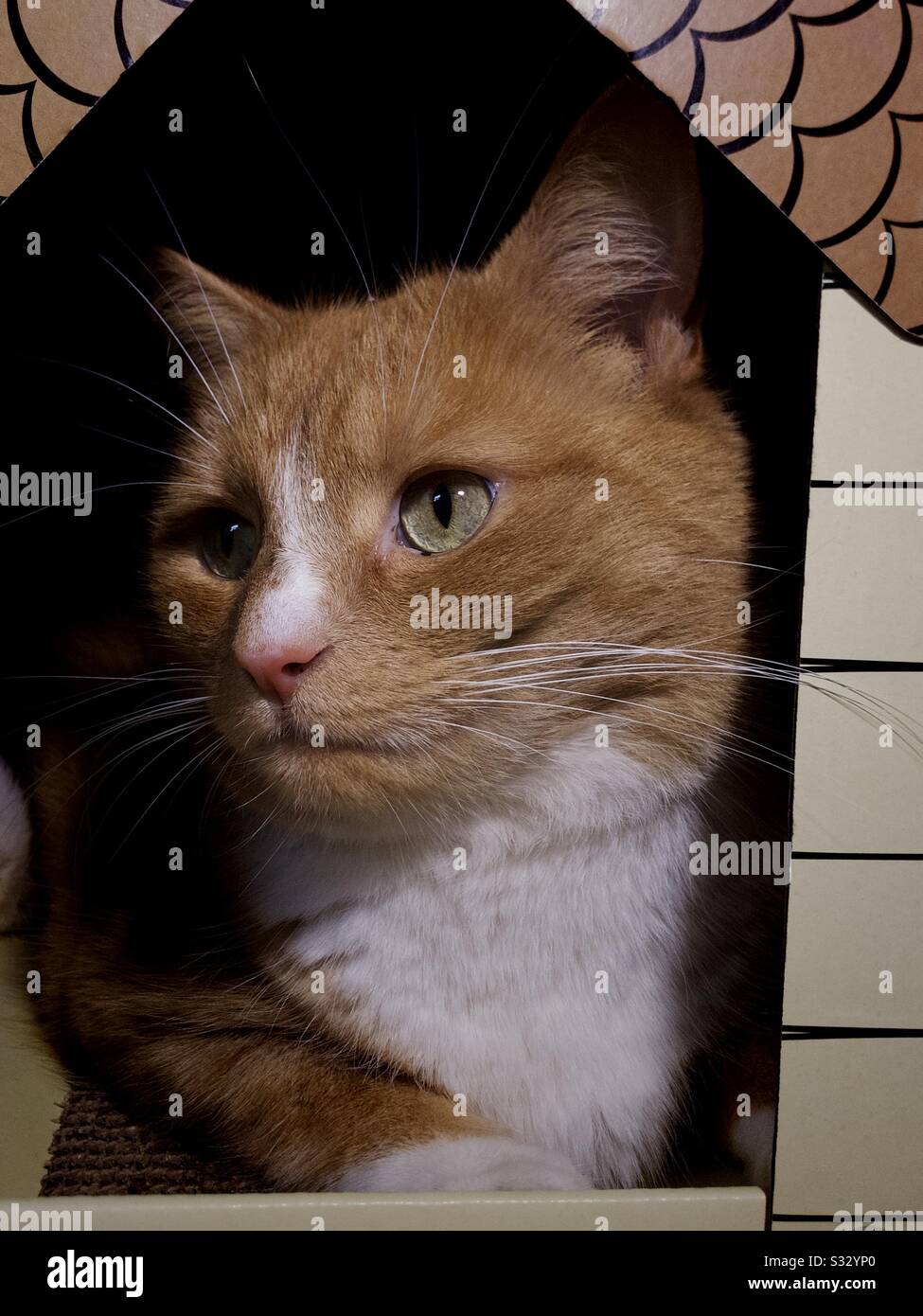 Side profile portrait of a ginger cat in a box Stock Photo