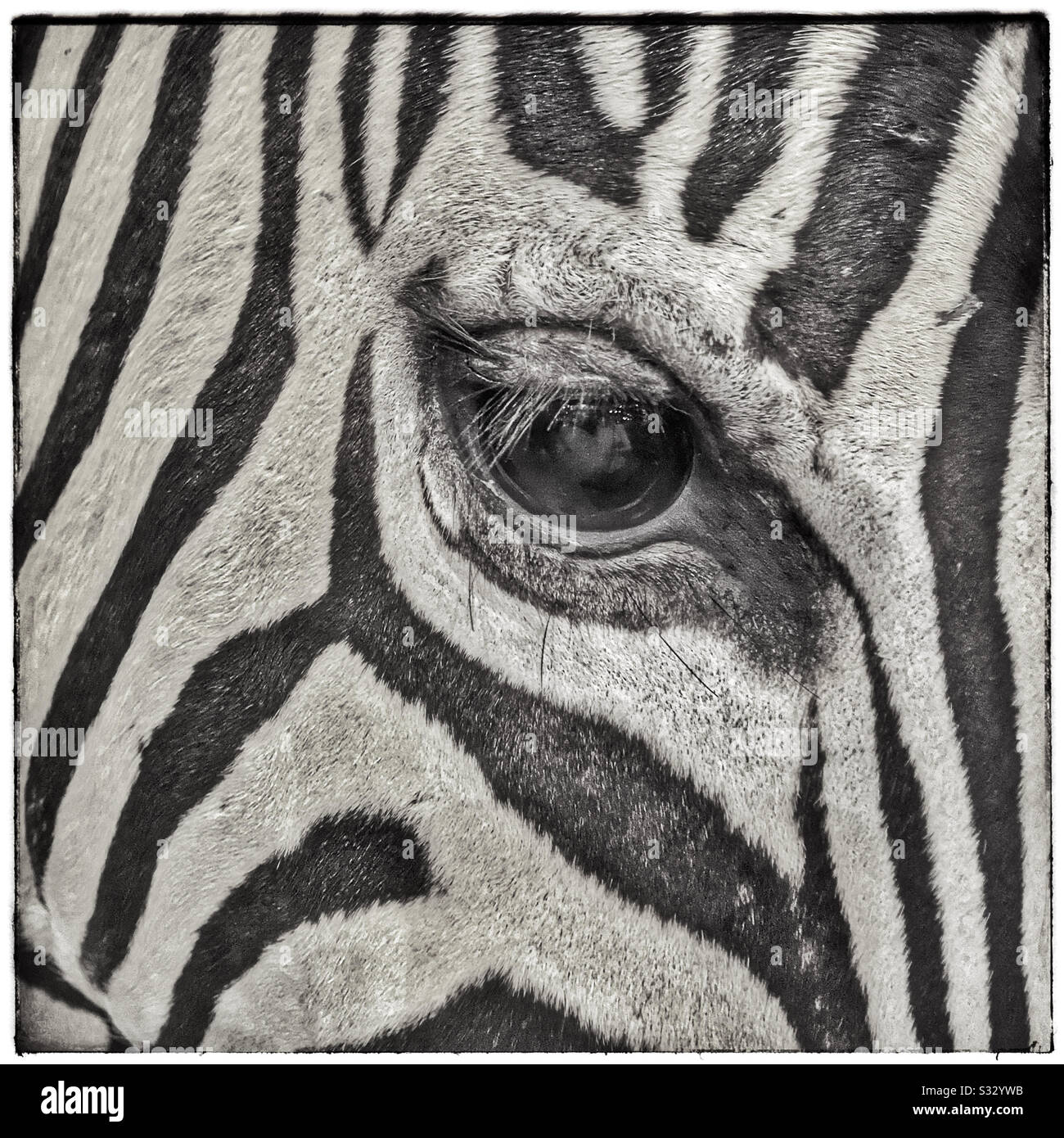 Eye of Taxidermied Zebra head in Safari Outdoor gun shop in Stellenbosch, South Africa. - Smartphone Captured Stock Image