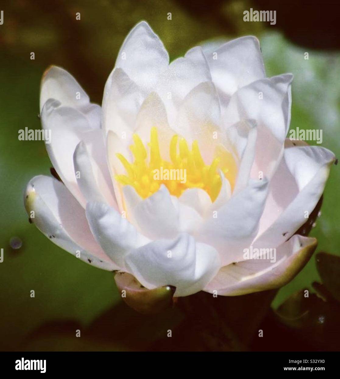 Lily pad on pond in my garden Stock Photo