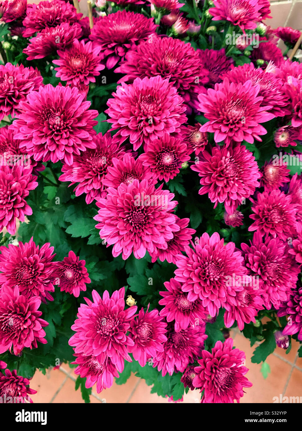 Purple flower Chrysanthemum Stock Photo - Alamy