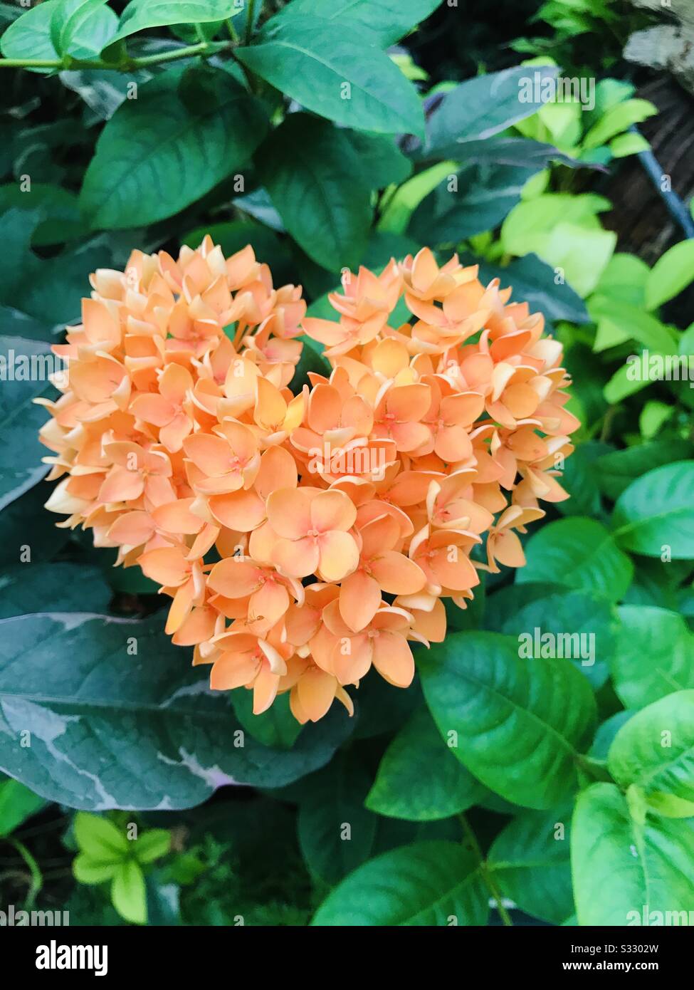 Heart shape flower-So strange that I found a natural heart shaped Orange colour Ixora Coccinea flower aka hybrid Thechi flower, bunch of small flower in one stalk- valentine flower, Nature’s Heart Stock Photo