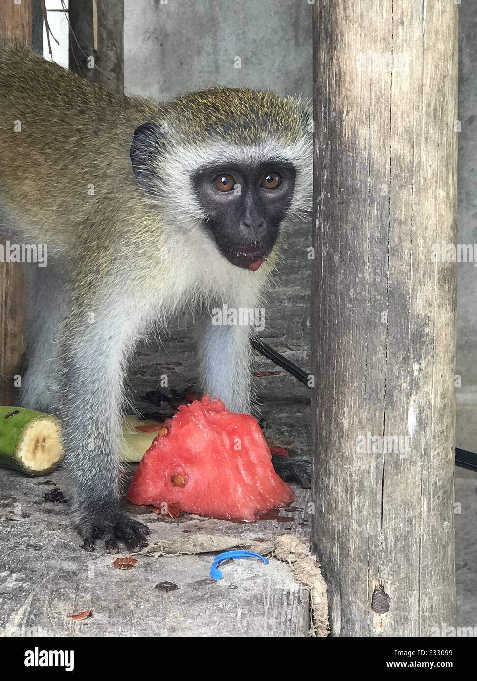 Monkey with fruits: a domesticated monkey eating fruits, Dar Salam,Tanzania Stock Photo